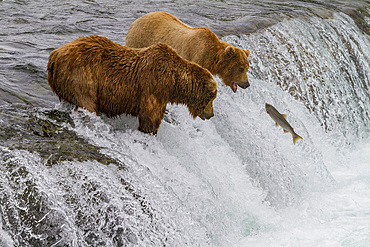 Adult brown bears (Ursus arctos) foraging for salmon at the Brooks River in Katmai National Park, Alaska, USA.