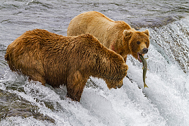 Adult brown bears (Ursus arctos) foraging for salmon at the Brooks River in Katmai National Park, Alaska, USA.