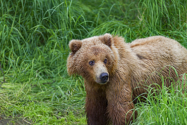 Adult brown bear (Ursus arctos) foraging for salmon at the Brooks River in Katmai National Park, Alaska, USA.