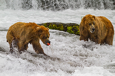 Adult brown bears (Ursus arctos) foraging for salmon at the Brooks River in Katmai National Park, Alaska, USA.