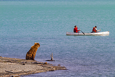 Adult brown bear sow (Ursus arctos) watching human activities at the Brooks River in Katmai National Park, Alaska.