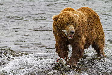 Adult brown bear (Ursus arctos) foraging for salmon at the Brooks River in Katmai National Park, Alaska, USA.