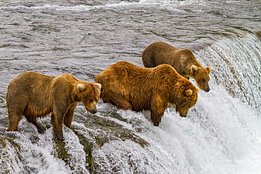 Adult brown bears (Ursus arctos) foraging for salmon at the Brooks River in Katmai National Park, Alaska, USA.