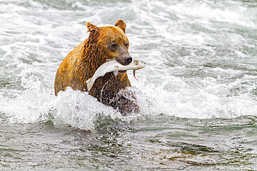 Young brown bear (Ursus arctos) foraging for salmon at the Brooks River in Katmai National Park, Alaska, USA.