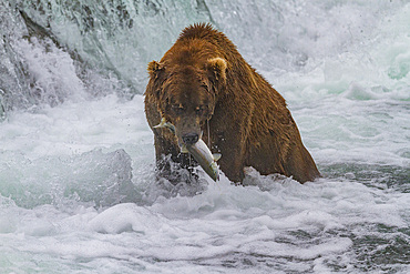 Adult brown bear (Ursus arctos) foraging for salmon at the Brooks River in Katmai National Park, Alaska, USA.