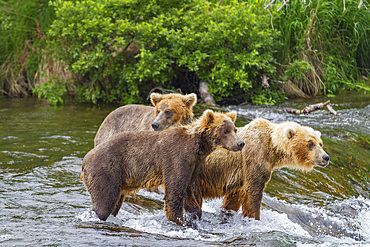 Alaskan brown bears (Ursus arctos) sow and cubs foraging for salmon at the Brooks River in Katmai National Park, Alaska.