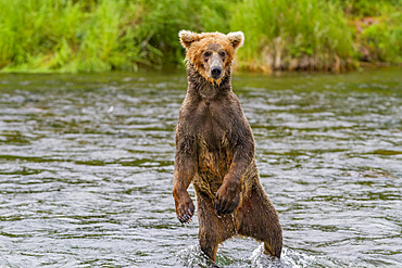 Adult brown bear (Ursus arctos) foraging for salmon at the Brooks River in Katmai National Park, Alaska, USA.