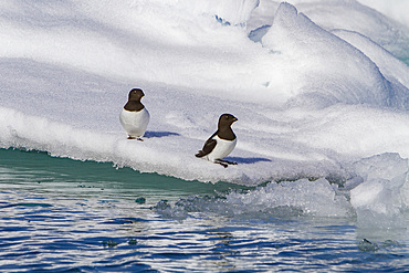 Adult dovekie (Alle alle alle) breeding area on the island of Bölscheøya in the Svalbard Archipelago, Norway.