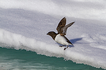 Adult dovekie (Alle alle alle) breeding area on the island of Bölscheøya in the Svalbard Archipelago, Norway.