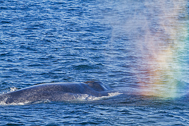 A rare sighting of an adult blue whale (Balaenoptera musculus) sub-surface feeding in the Svalbard Archipelago, Norway.