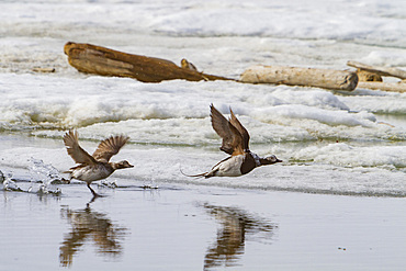 Adult long-tailed ducks (Clangula hyemalis) in breeding plumage in the Svalbard Archipelago, Norway.