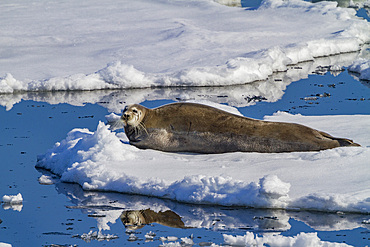 Adult bearded seal (Erignathus barbatus) hauled out on the ice in the Svalbard Archipelago, Norway.