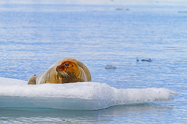 Adult bearded seal (Erignathus barbatus) hauled out on the ice in the Svalbard Archipelago, Norway.