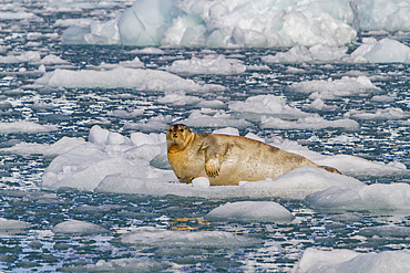 Adult bearded seal (Erignathus barbatus) hauled out on the ice in the Svalbard Archipelago, Norway.