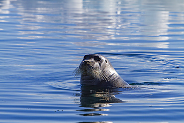 Adult bearded seal (Erignathus barbatus) swimming amongst the ice in the Svalbard Archipelago, Norway.