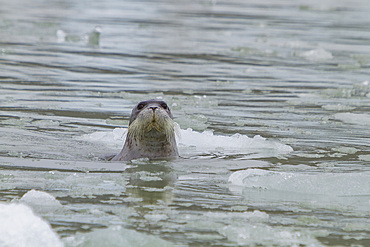 Adult bearded seal (Erignathus barbatus) swimming amongst the ice in the Svalbard Archipelago, Norway.