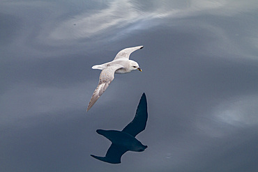 Northern fulmar (Fulmarus glacialis glacialis) on the wing in the Svalbard Archipelago, Norway.