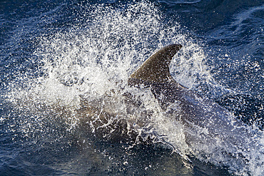 Adult white-beaked dolphin (Lagenorhynchus albirostris) surfacing in the Svalbard Archipelago, Norway.