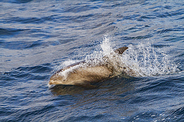 Adult white-beaked dolphin (Lagenorhynchus albirostris) surfacing in the Svalbard Archipelago, Norway.