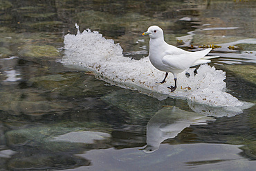 An adult ivory gull (Pagophila eburnea) on ice near Monaco Glacier on the north side of Spitsbergen in Norway.