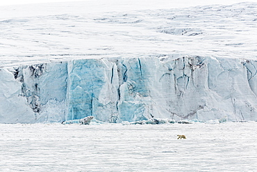 Adult polar bear (Ursus maritimus) near glacier face in Storfjord, Svalbard, Norway, Scandinavia, Europe