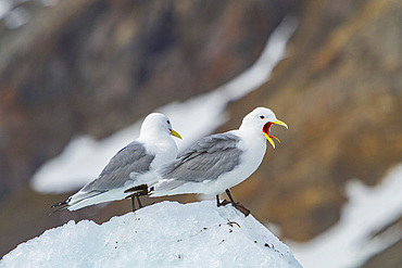 Adult black-legged kittiwakes (Rissa tridactyla) on ice in the Svalbard Archipelago, Barents Sea, Norway.