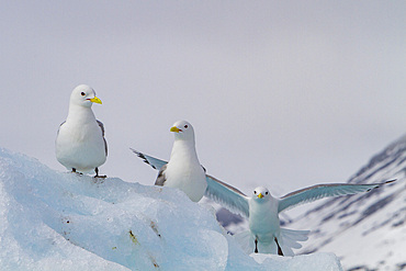 Adult black-legged kittiwakes (Rissa tridactyla) on ice in the Svalbard Archipelago, Barents Sea, Norway.