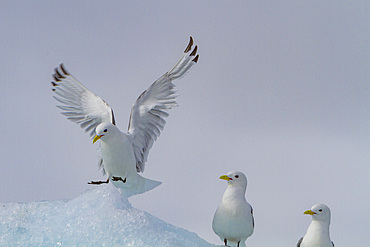 Adult black-legged kittiwakes (Rissa tridactyla) on ice in the Svalbard Archipelago, Barents Sea, Norway.