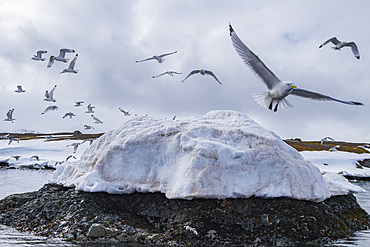 Adult black-legged kittiwakes (Rissa tridactyla) in flight in the Svalbard Archipelago, Barents Sea, Norway.