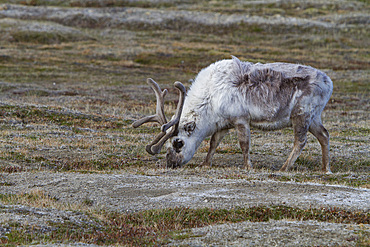 Adult Svalbard reindeer (Rangifer tarandus platyrhynchus) grazing within the town limits of Longyearbyen, Svalbard, Norway.