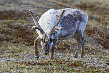 Adult Svalbard reindeer (Rangifer tarandus platyrhynchus) grazing within the town limits of Longyearbyen, Svalbard, Norway.