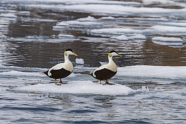 Adult male common eider ducks (Somateria mollissima) in breeding plumage in the Svalbard Archipelago, Norway.