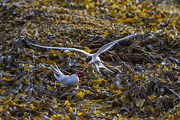 Adult arctic tern (Sterna paradisaea) male bringing female a fish, Spitsbergen Island in the Svalbard Archipelago, Norway.