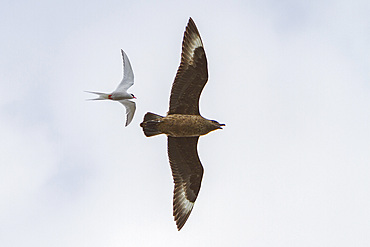 Adult great skua (Stercorarius skua) being harassed by Arctic terns (Sterna paradisaea) guarding their nest sites in Svalbard.