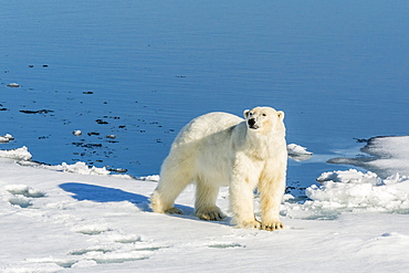 Young adult polar bear (Ursus maritimus) on ice in Hinlopen Strait, Svalbard, Norway, Scandinaiva, Europe