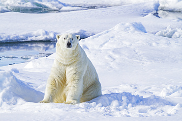 Adult male polar bear, Ursus maritimus, on multi-year ice floes off the eastern coast of Spitsbergen in the Svalbard, Norway.