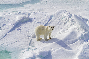 A curious young polar bear (Ursus maritimus), approaches the ship on Spitsbergen in the Svalbard Archipelago, Norway