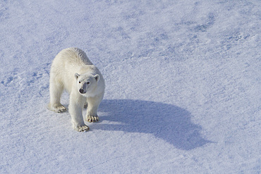 A curious young polar bear (Ursus maritimus), approaches the ship on Spitsbergen in the Svalbard Archipelago, Norway