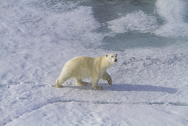 A curious young polar bear (Ursus maritimus), approaches the ship on Spitsbergen in the Svalbard Archipelago, Norway