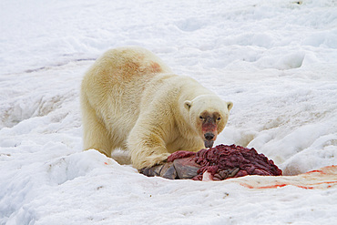 A well-scarred old male polar bear, Ursus maritimus, on a fresh bearded seal kill near Monacobreen Glacier, Svalbard, Norway.