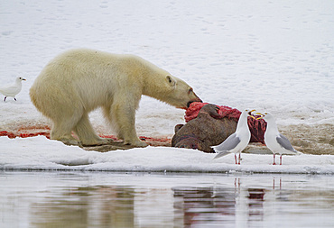 A young polar bear (Ursus maritimus) scavenging a fresh bearded seal kill recently vacated by the old male that killed the seal.