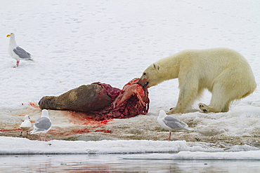 A young polar bear (Ursus maritimus) scavenging a fresh bearded seal kill recently vacated by the old male that killed the seal.