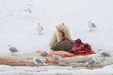 A young polar bear (Ursus maritimus) scavenging a fresh bearded seal kill recently vacated by the old male that killed the seal.