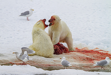 Two young polar bears, Ursus maritimus, disputing feeding rights on a fresh bearded seal kill near Spitsbergen, Svalbard, Norway.