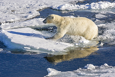 Young adult polar bear (Ursus maritimus) on ice in Hinlopen Strait, Svalbard, Norway, Scandinaiva, Europe