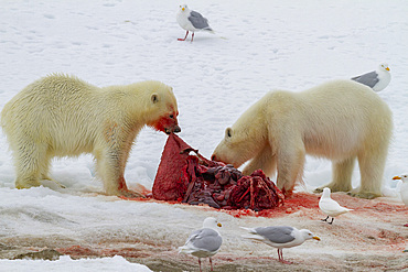Two young polar bears (Ursus maritimus), feeding side-by-side on a fresh bearded seal kill on Spitsbergen, Svalbard, Norway