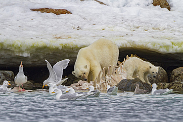 A mother polar bear, Ursus maritimus, and COY feeding on a fin whale carcass in Holmabukta in the Svalbard Archipelago.