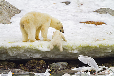 A mother polar bear, Ursus maritimus, and COY leaving a fin whale carcass in Holmabukta in the Svalbard Archipelago.