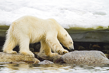 Adult polar bear (Ursus maritimus) in Holmabukta on the northwest coast of Spitsbergen in the Svalbard Archipelago, Norway. MORE INFO The IUCN now lists global warming as the most significant threat to the polar bear, primarily because the melting of its