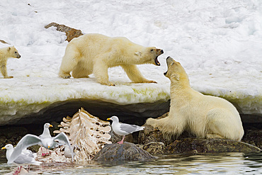 Mother polar bear, Ursus maritimus, and her cub-of-year disputing and then allowing a male bear to feed on a fin whale.